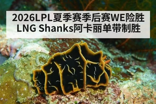 2026LPL夏季赛季后赛WE险胜LNG Shanks阿卡丽单带制胜